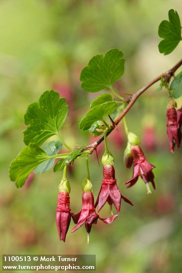 Ribes roezlii