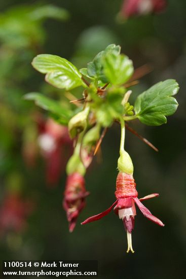 Ribes roezlii
