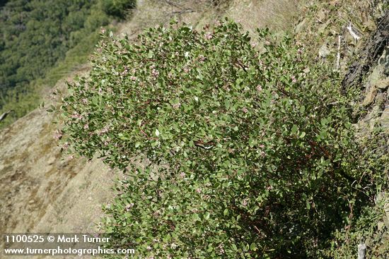 Arctostaphylos patula