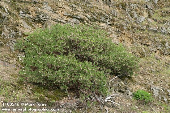 Arctostaphylos manzanita
