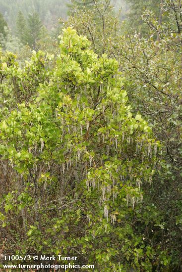 Garrya fremontii
