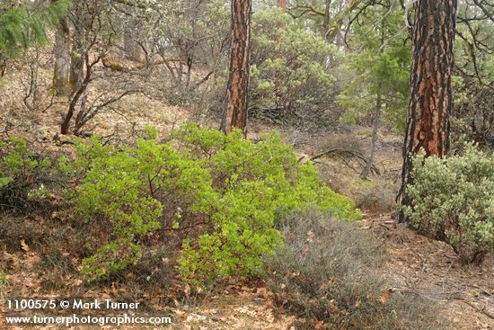 Arctostaphylos patula