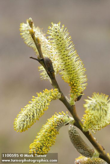Salix lasiolepis