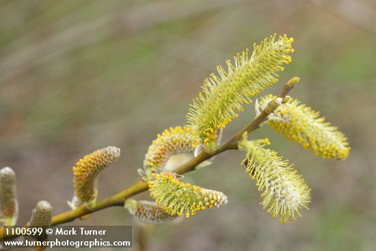 Salix lasiolepis