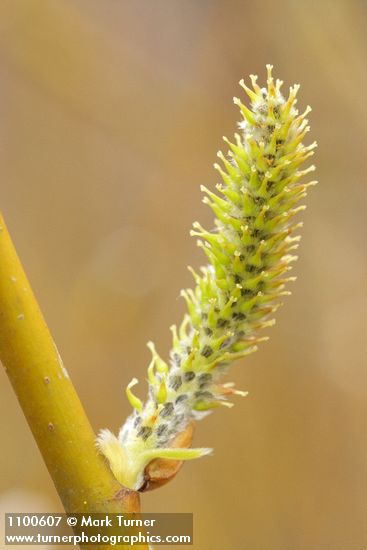 Salix lasiolepis