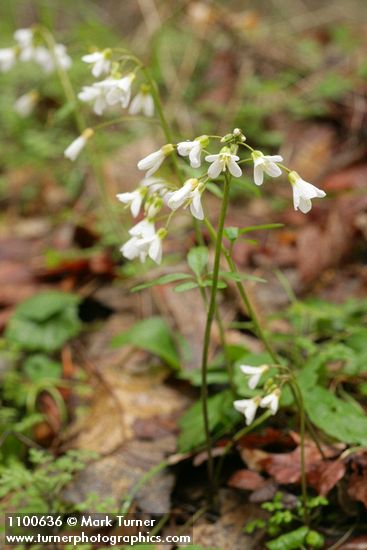 Cardamine californica