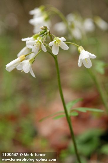 Cardamine californica