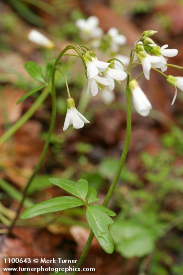 Cardamine californica