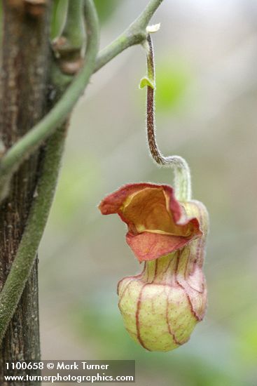 Aristolochia californica