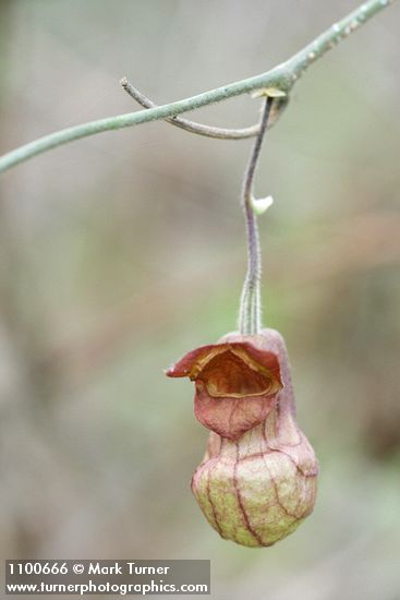 Aristolochia californica