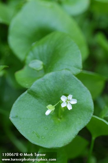 Claytonia perfoliata