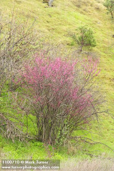Cercis orbiculata (C. occidentalis)