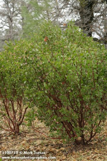 Arctostaphylos patula