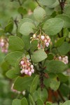 Green Manzanita blossoms & foliage detail