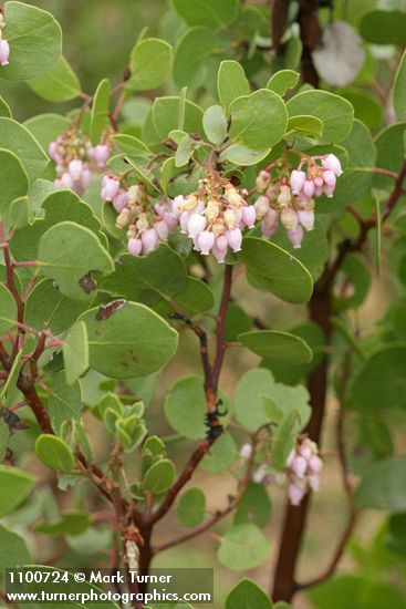 Arctostaphylos patula