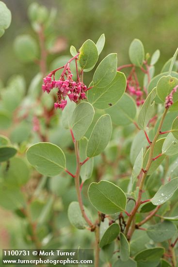 Arctostaphylos mewukka