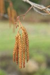 White Alder male catkins detail