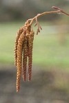 White Alder male catkins & female blossoms detail
