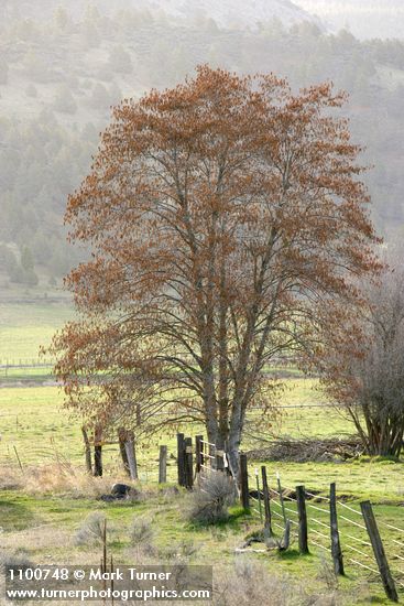 Alnus rhombifolia