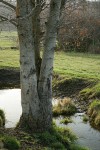 White Alder trunks