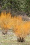 Shining Willow bare branches in meadow