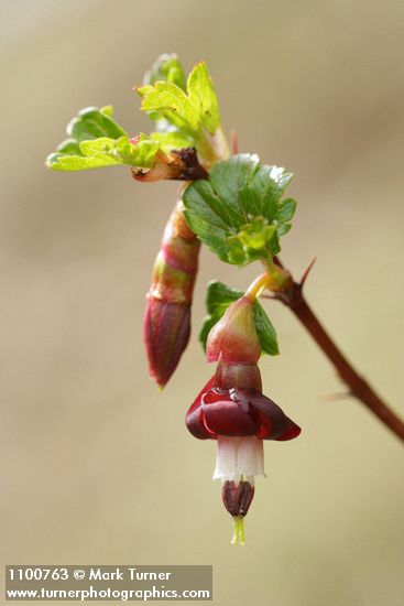 Ribes roezlii
