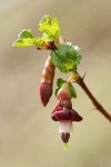 Sierra Gooseberry blossom & emerging foliage detail