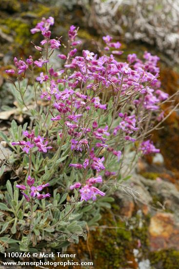 Arabis modesta