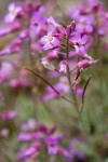 Modest Rock Cress blossoms & immature siliques detail