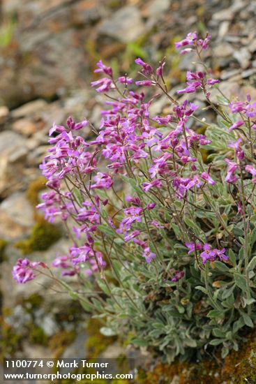 Arabis modesta