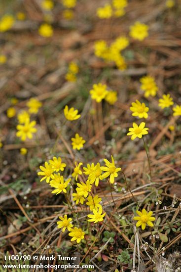 Crocidium multicaule