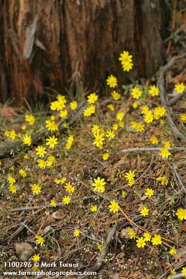 Crocidium multicaule