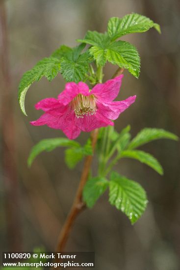 Rubus spectabilis