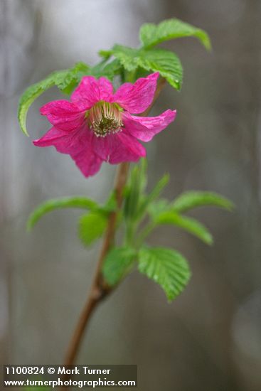 Rubus spectabilis