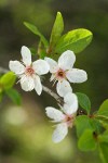 Cherry Plum blossoms & young foliage, detail