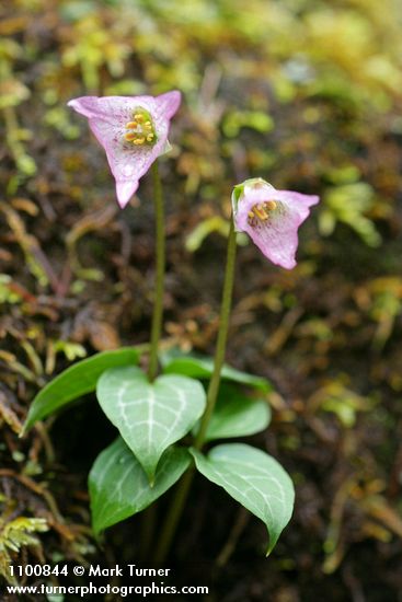 Trillium rivale