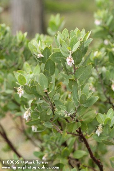 Arctostaphylos hispidula