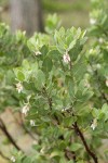 Gasquet Manzanita blossoms & foliage