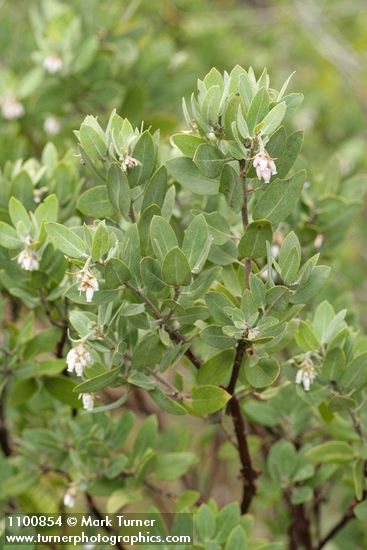 Arctostaphylos hispidula
