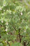 Gasquet Manzanita blossoms & foliage