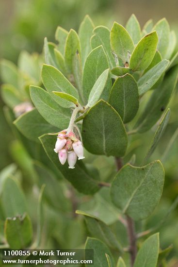 Arctostaphylos hispidula