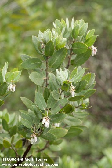 Arctostaphylos hispidula