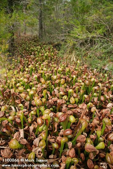 Darlingtonia californica