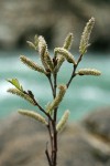 Del Norte Willow female aments