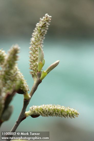 Salix delnortensis