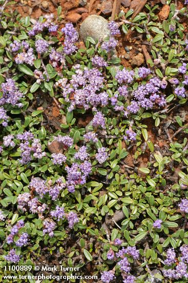 Ceanothus pumilus