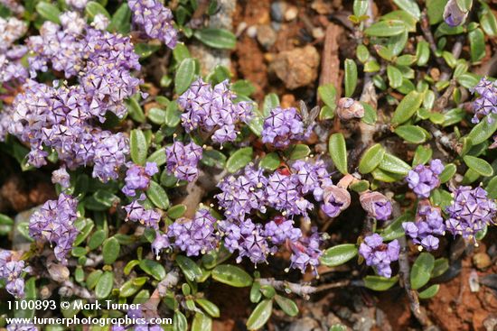 Ceanothus pumilus