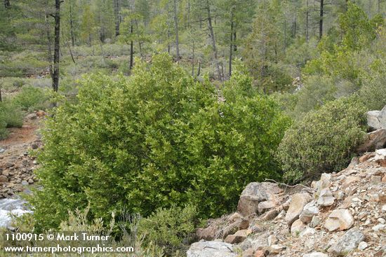 Umbellularia californica; Garrya buxifolia; Pinus jeffreyi
