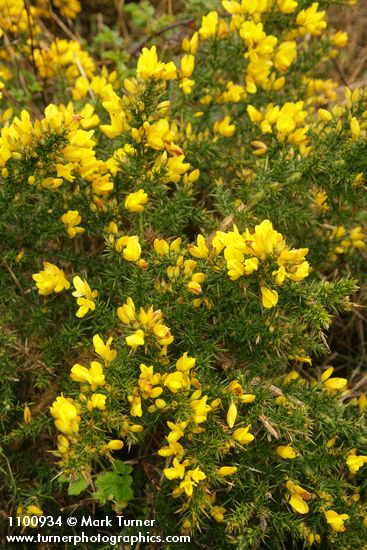 Ulex europaeus