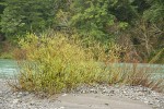 Dusky Willow on Chetco River gravel bar